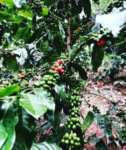 La agricultura es la ciencia de saber esperar